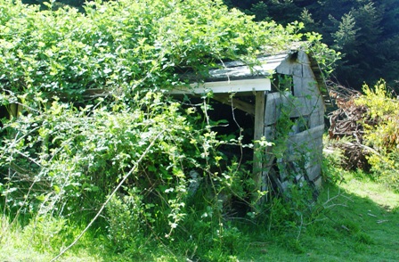 The old loafing shed